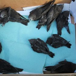 Rorýsi se vrátí v Jihlavě do náhradních hnízd