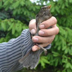 Samice kosa černého uvízla v Třebíči v oplocení zahrady