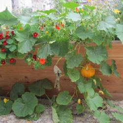 Slavnosti úrody na ekocentru Chaloupky Baliny