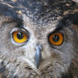 Soví noc o víkendu na Křemešníku