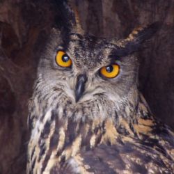 Soví noc ve Velkém Meziříčí