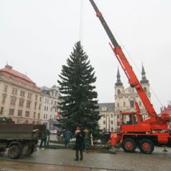 Tento týden pokácejí strom pro Jihlavu