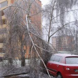 Třebíč: Ledem zatížené stromy mohou ohrožovat okolí