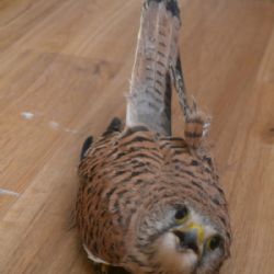 Třebíčští hasiči opět pomohli zvířeti v nouzi