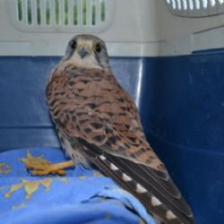 U Kamenné objevil nálezce na silnici zraněnou poštolku obecnou