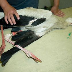 Uzdravěný čáp bílý se vrátí na Novoměstsku do volné přírody