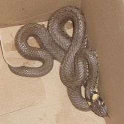 Užovka zavítala do strojovny Jaderné elektrárny Dukovany