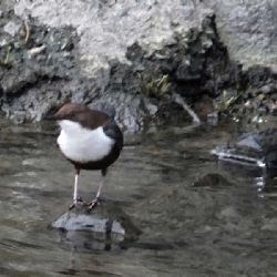 V Jihlavě hledali na Nový rok skorce vodního a našli