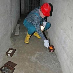 V Jihlavě startuje deratizace