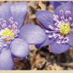 V Jihlavě vrcholí výstava Photographia Natura 2013