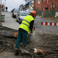 V Jihlavě zahájili kácení a probírky stromů