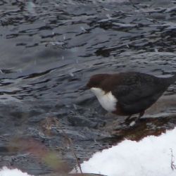 V Jihlavě znovu vyrazí hledat skorce vodního