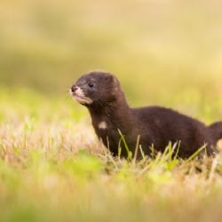 V Pavlově se narodila čtyři mláďata norků evropských