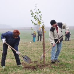 V Počítkách se chystají na velký vítr, vysázejí větrolam