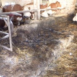 V Předíně na Třebíčsku hořelo v kravíně