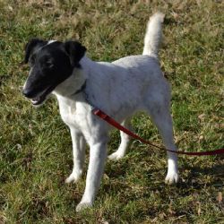 V Třebíči našli dvě fenky foxteriera