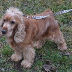 V Třebíči našli kokršpaněla