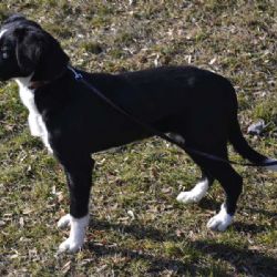 V Třebíči našli půlroční fenku, hledají majitele