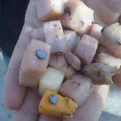 V Třebíči opět řádí krutý travič zvířat