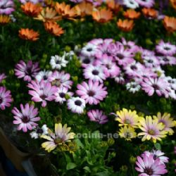 V Třebíči soutěží, kdo má nejkrásnější květinovou výzdobu