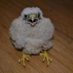 V Třebíči zachránili další poštolku