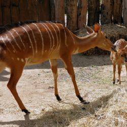 V Zoo Jihlava se narodila nyala nížinná