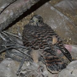 Ve Starči pomohli zachránit poštolky obecné uvězněné v silu