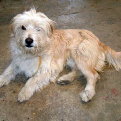 Ve Ždírci hledají majitele pro dva psy