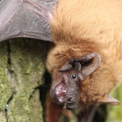 Veřejné vypouštění netopýrů na Havlíčkobrodsku a Jihlavsku
