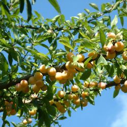 Víme, co pijeme, pochvalují si zákazníci havlíčkobrodských palíren