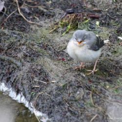 Vítání ptačího zpěvu 2016 v Jihlavě