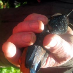 Vítání ptačího zpěvu v Jihlavě se vydařilo