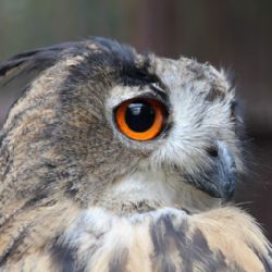 Výr velký se ve Ždírci vrátil zpět do přírody