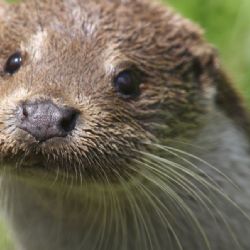 Výstava Čus vydrus! v Humpolci