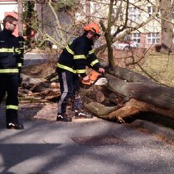 Z areálu pelhřimovské nemocnice zmizely suché a nebezpečné stromy