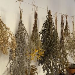 Za bylinkami na brtnický zámek