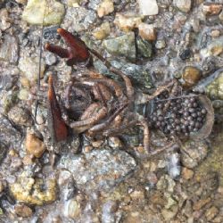 Za úhyn více než osmi tisíc raků říčních pokuta 1,7 milionu korun