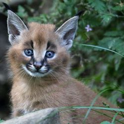 Za vysvědčení do Zoo Jihlava