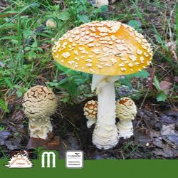 Začátek září v Jihlavě ve znamení hub