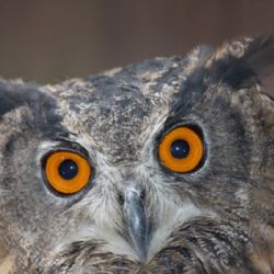 Záchranná stanice Pavlov má v zimě napilno