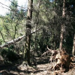 Zákaz vstupu do lesů u Jihlavy