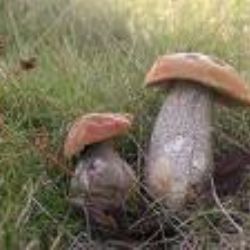 Zamykání lesa s houbařskou vycházkou