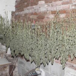 Ženu z Pelhřimovska obvinili policisté z pěstování konopí