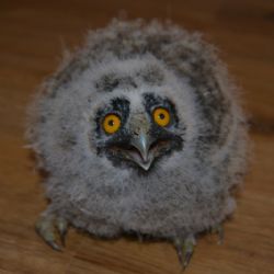 Zesláblý mladý výr velký u rybníka Steklý nedaleko Třebíče