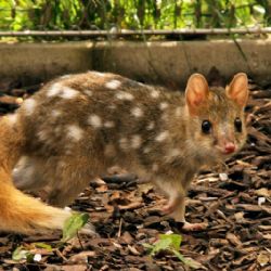 Zoo Jihlava na prvním místě v soutěži Bílý slon