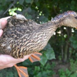 Zraněnou kachnu divokou zachránili pracovníci Ligy na ochranu zvířat ČR