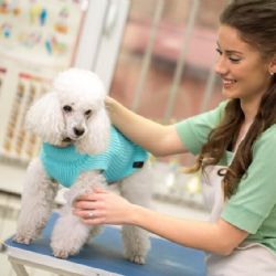 Kolagen potřebujeme všichni. Ženy, muži i domácí zvířátka