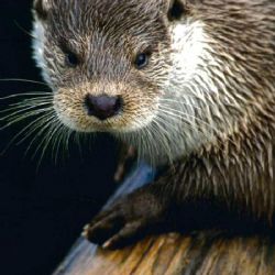 Náhrady škod zvláště chráněnými živočichy v roce 2018