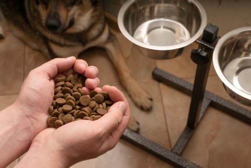 Foto: Proč krmit vašeho psa granulemi?