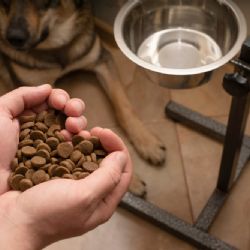 Proč krmit vašeho psa granulemi?